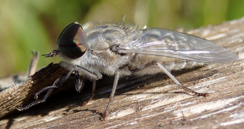 Tabanidae